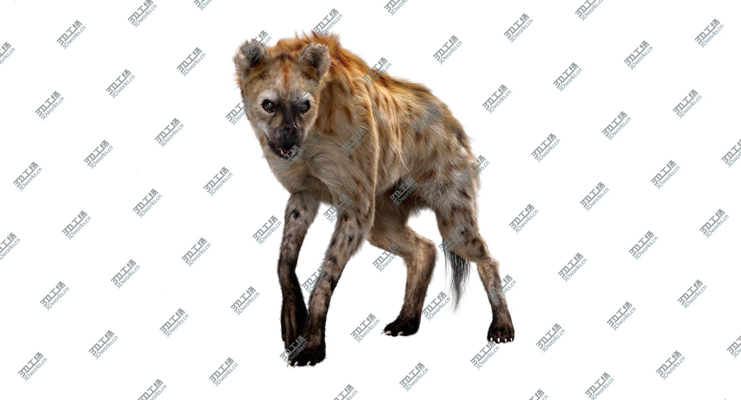 images/goods_img/202104022/Hyena (Fur) (Rigged) 3D model/3.jpg